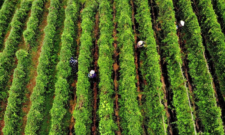 Nghiên cứu phát triển sâm nam núi Dành hữu cơ ứng dụng công nghệ số