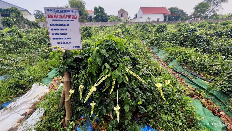 Sâm nam núi Dành