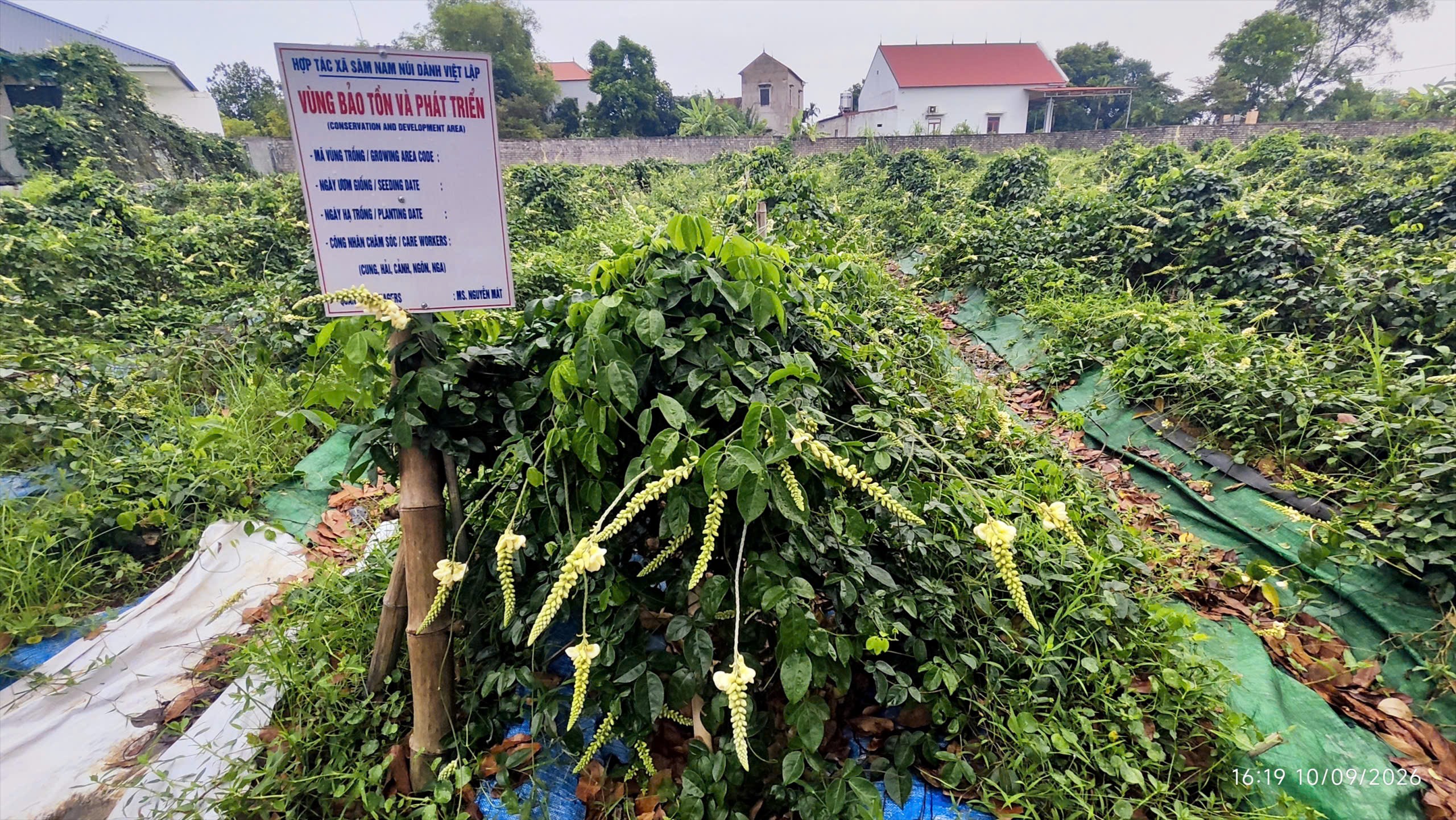 Sâm nam núi Dành (Bắc Ninh): Từ nguồn gen bản địa đến chuỗi giá trị xanh