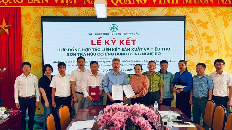 KÝ KẾT 04 HỢP ĐỒNG LIÊN KẾT, KHỞI ĐỘNG MÔ HÌNH SƠN TRA HỮU CƠ ỨNG DỤNG CÔNG NGHỆ SỐ TẠI LÀO CAI VÀ SƠN LA